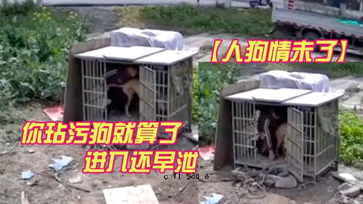 狗的感情还没有完成。